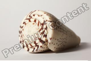 Seashell 0030